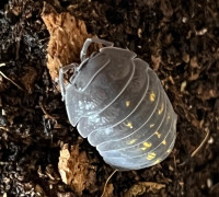 armadillidium Granulatum  isopod 