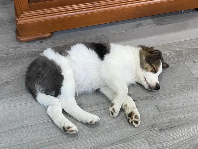 Chiots border-collie mélangé avec Shetland à vendre in Dogs & Puppies for Rehoming in Longueuil / South Shore - Image 2