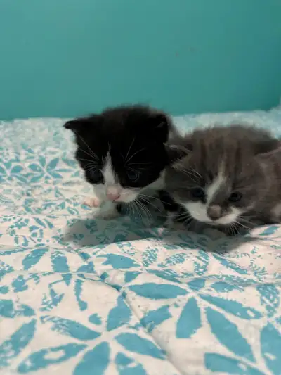 KITTENS PURBRED DOMESTIC, View more