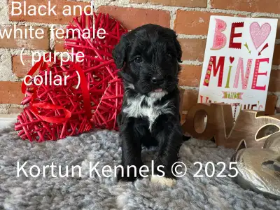 Portuguese Water Dog Puppies, View more