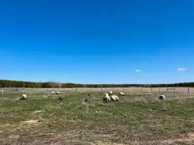4 Ready to eat whethered lambs Clun forest. Selling alive, come take them.
