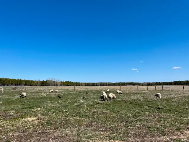butcher lambs in Livestock in Vanderhoof - Image 2