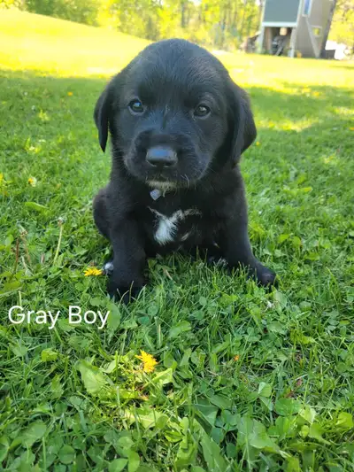 Golden Retriever Black Lab Puppies, Voir plus