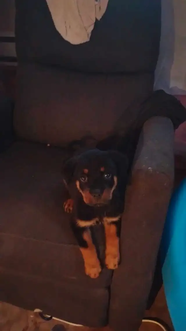 rotwieler pup63860086000641121