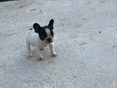 Male pure bred French bulldogs looking For its forever home, parents on site for viewing raised with...