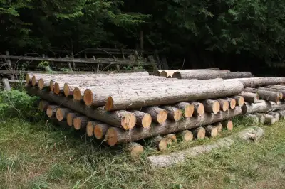 Cedar fence posts 5'' tops x 8 ft. long - $ 10 each 4'' tops x 8 ft. long - $ 8 each Port Perry area
