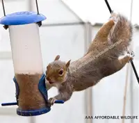 GET RID OF Squirrels | Squirrel Removal Brampton