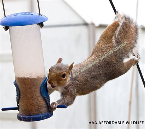 GET RID OF Squirrels | Squirrel Removal Brampton in Other in Mississauga / Peel Region
