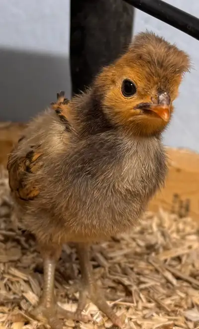 Pure Polish Chicks Available, View more