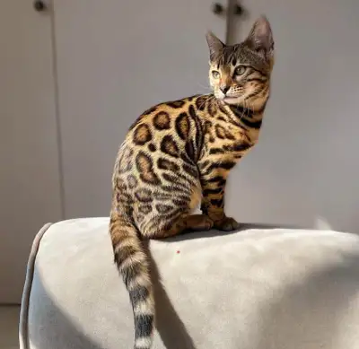 top race ,TICA registered bengal kittens, View more
