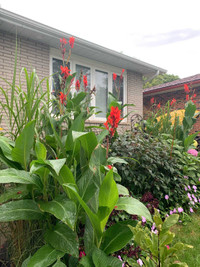 Red Canna Lily Bulbs for Sale