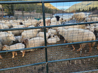 Sheep for sale! Charollais x