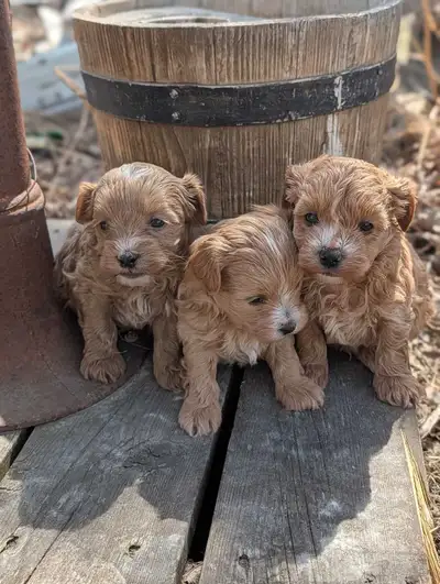 Havapoo Male Puppies , View more