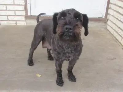 Miniature schnauzer puppies, View more