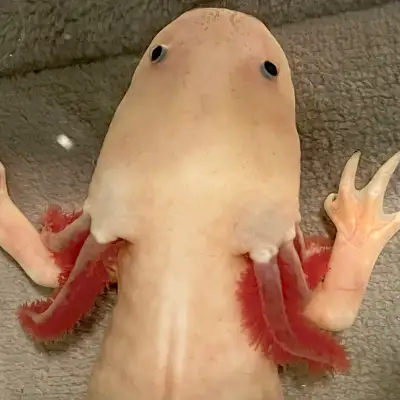 Are you looking to give a home to an axolotl in need? The Blue-Thumb Axolotl Rescue completes full h...