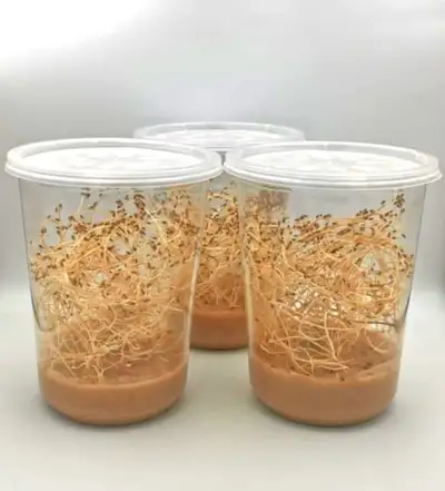 Fruit Fly Feeder, View more