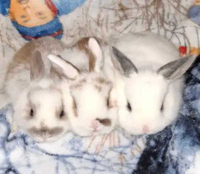 $45 each. These three little babies are our first litter of 2026. They are weaned and ready for new...