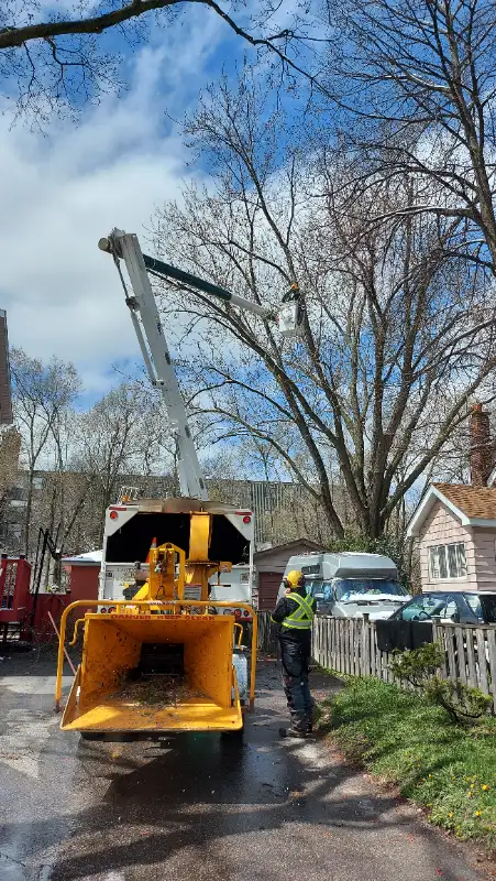 ISA ARBORIST - TREE SERVICES | STUMPS | CLEAN UP in Lawn, Tree Maintenance & Eavestrough in City of Toronto - Image 9