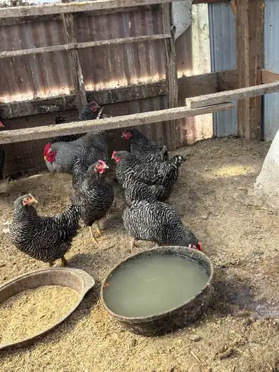 Barred Plymouth Rocks, View more