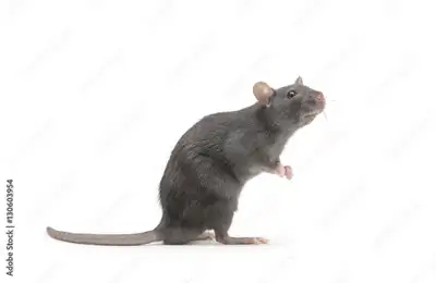 15 years experience, bugs and rodents CPE provides responsive, personalized and effective pest contr...