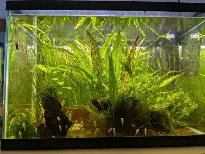 Gold Bristlenose pleco for sale, View more