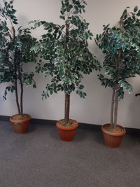 Office  trees (artificial)