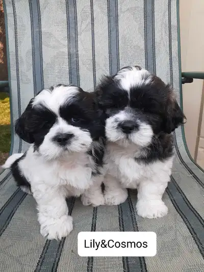 Beautiful Shihtzu/Bichon puppies. They were born May 24th and ready for new home July 19th. 1 girl(L...