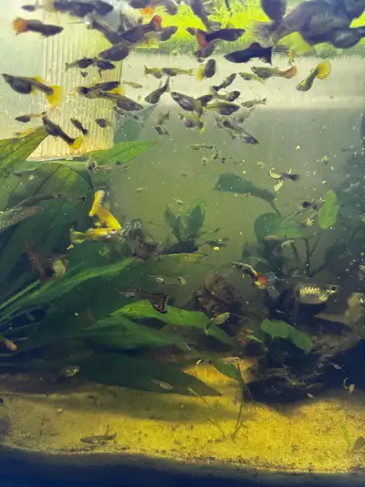 guppies., View more