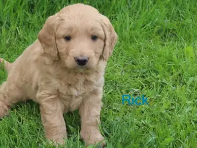 F1 mini golden doodle puppies , View more