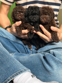 two rare chocolate brown color poodle puppy for rehoming