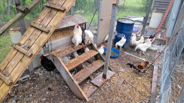 Free Range Organic Chickens in Livestock in Oakville / Halton Region - Image 4