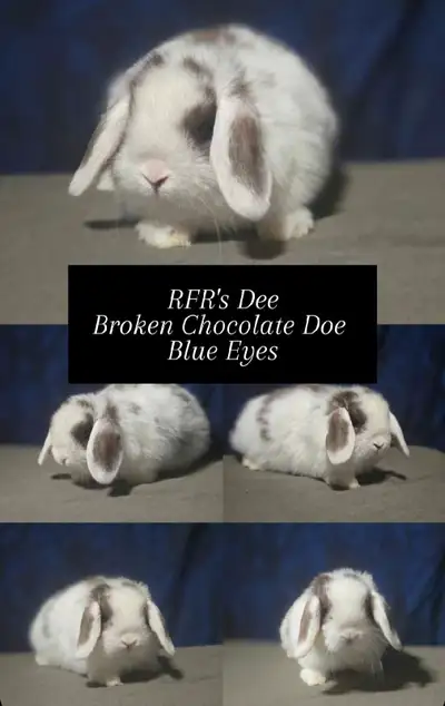 Holland Lops available for reservation - North Bay ON, View more