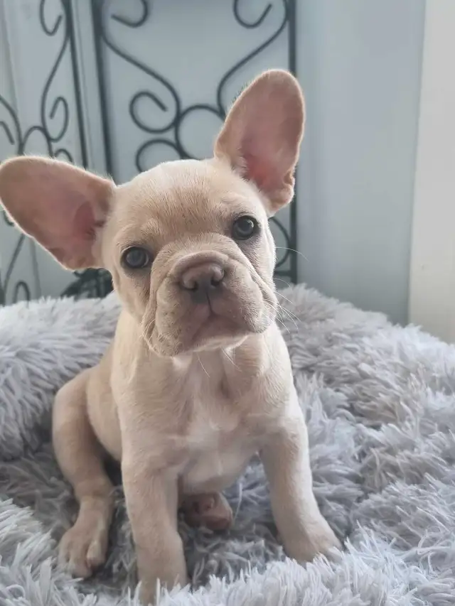 CKC French Bulldog Puppies in Dogs & Puppies for Rehoming in St. Catharines - Image 6