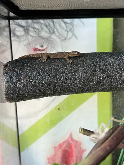Pair Of Mourning Geckos, View more