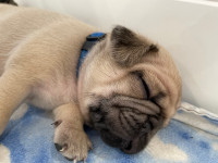 Pure pugs ready may 4. 3 males left! 