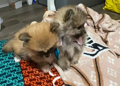 Pomeranian puppies available. They will be ready middle of November. We are expecting deposits as of...