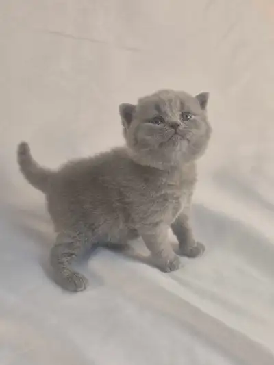 British Shorthair blue kittens/ chatons CCA-AFC, View more