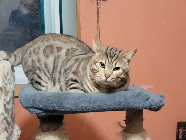 couple Bengal in Cats & Kittens for Rehoming in Victoriaville - Image 2