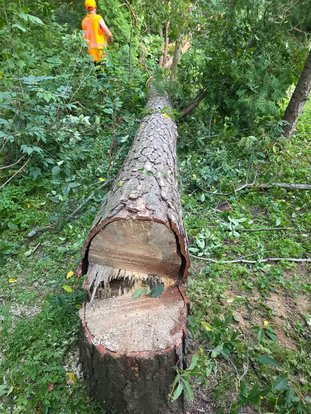 Storm Proofing Tree Service - Free Quote - 2892005156 in Lawn, Tree Maintenance & Eavestrough in City of Toronto - Image 5
