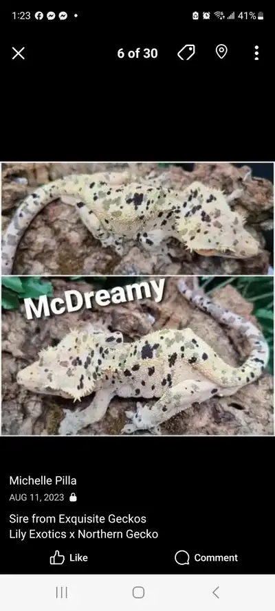 Crested Gecko Super Dalmatains, View more