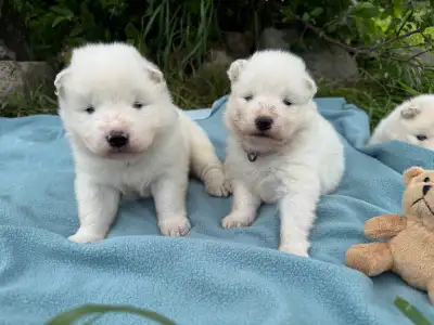 Yukicanin.ca Bonjour! Chiots Samoyède disponibles à partir du 18 juillet 2026. :D Vaccinés, vermifug...