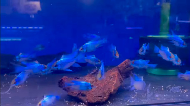 Electric Blue Ram Dwarf Cichlid —  8 LEFT— Electr in Fish for Rehoming in Leamington - Image 3