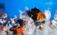 Poisson Oranda Tricolor pour aquarium eau douce