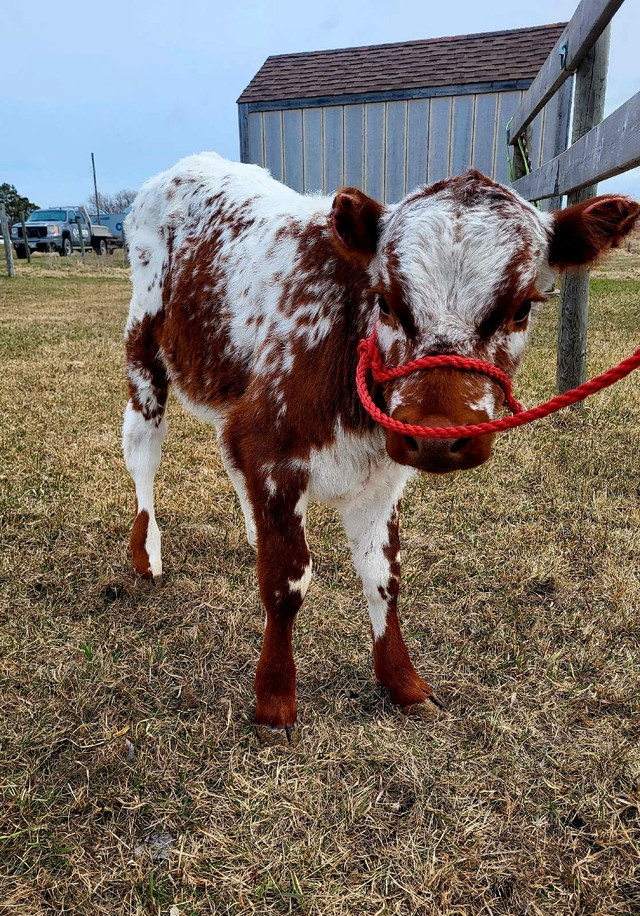 heifers for sale dans Animaux de ferme  à Winnipeg - Image 2