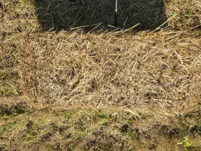 SMALL SQUARE WHEAT STRAW, View more