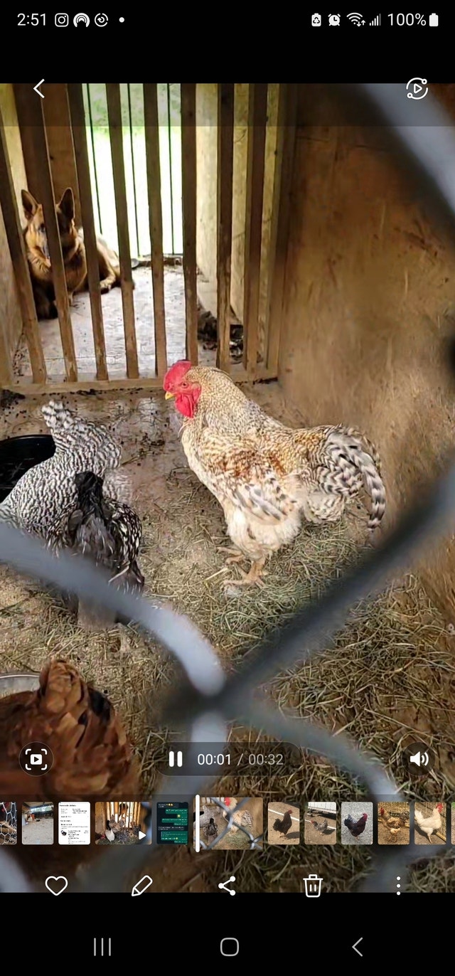 Daily laying flock of chickens forsale Livestock Markham / York