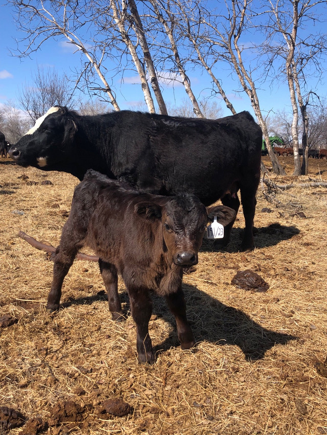 Cow/calf pairs for sale Livestock Brandon Kijiji