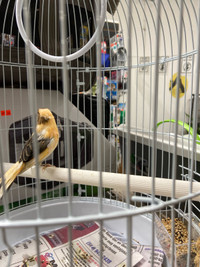 Male variegated Canary