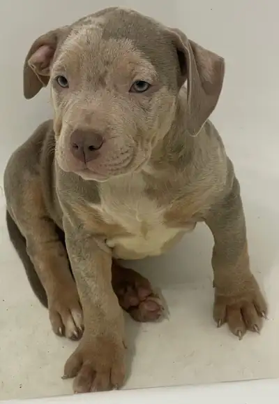 GORGEOUS ABKC PUPPIES, View more