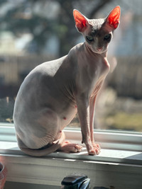 Chaton SPHYNX bientôt disponible